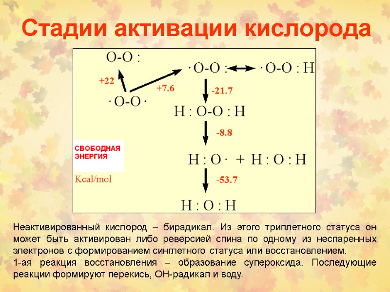 Стадии активации кислорода Неактивированный кислород – бирадикал. Из этого триплетного статуса он может быть